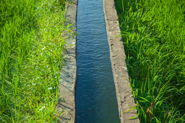 water channel in rice field