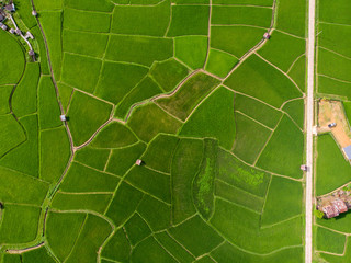 Aerial view The rice fields in the greenery The rice fields are square, so are the patterns.