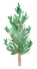 Hand painted watercolor spruce tree. Isolated on white background. Hand drawn winter illustration.