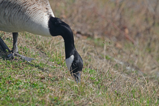 Kanada-Gans