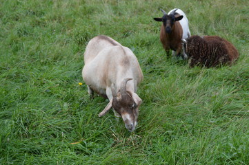 A pregnant goat at the farm