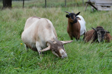 A pregnant goat at the farm