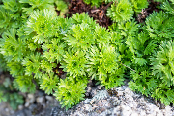 Saxifraga cespitosa tufted alpine saxifrage