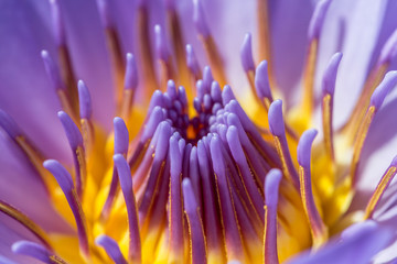 flower purple lotus in the pond macro