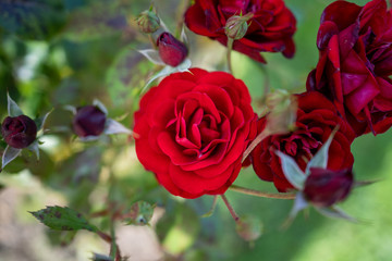 Floribunda rose nina weibull red rose closeup