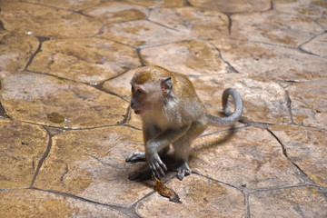 Crab-eating macaque, Macaca fascicularis, also known as the long-tailed macaque, monkey