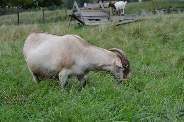 A pregnant goat at the farm