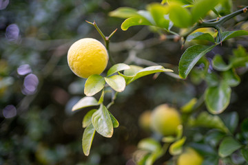 Crocus sativus saffron yellow fruit