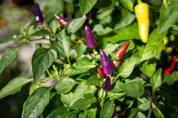 Red and violet hot chili chilis on plant closeup