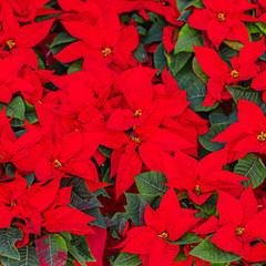  Poinsettia in a pot. Red Poinsettia Flowers on a Christmas Market. .