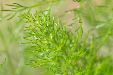 Fennel