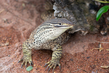 Large spotted lizard
