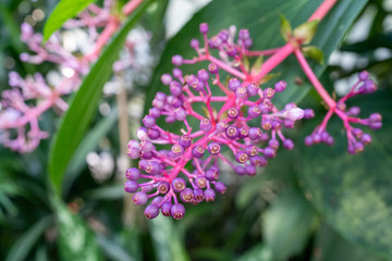 Fototapeta premium Clerodendrum paniculatum flower closeup from china