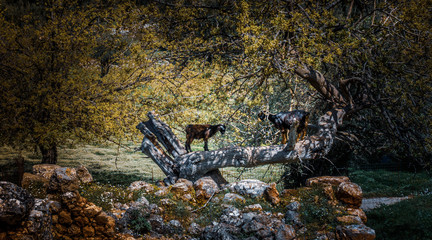 Goats feeding on the tree trunk , Greece
