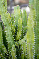 Euphorbia tetragona cactus closeup bokeh