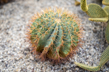 Ferocactus glaucescens from mexico cactus © Johann