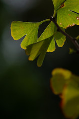 イチョウの葉　葉がかすかに黄色に