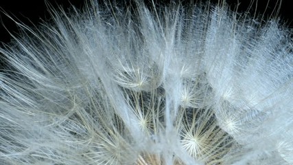 Rotating seedhead flower, a top of flower. Extreme close up, Rotation 360 degrees