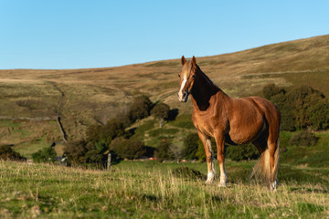 Naklejka na ściany i meble A wild horse on a mountain in the welsh brecon beacons park countryside, Wales, UK