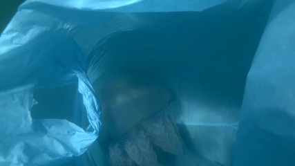 Plastic pollution, a discarded blue plastic bag drifting underwater with jellyfish inside. Jellyfish trapped in plastic bag. Underwater shot,  Barrel jellyfish (Rhizostoma pulmo), close-up