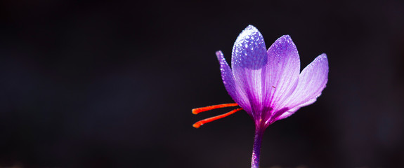 Saffron crops, Set Valley, Cervia de les Garrigues Village, Les Garrigues, Lleida, Catalunya, Spain