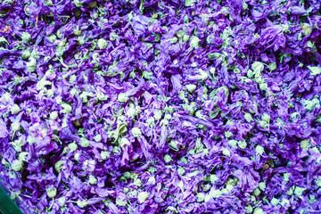Obraz premium Flower for sale