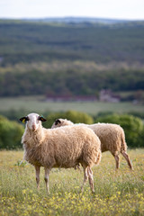 Obraz premium Owca kwercyńska
