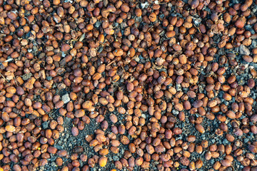 Canarian palm seeds on a black sand