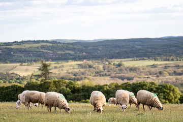 Obraz premium BREBIS QUERCINOISE