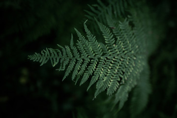 Close up of natural green fern in the forest. Beautiful fern leave green foliage natural floral fern in moody dark background