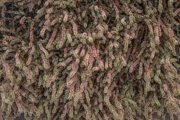 Close-up shot of fluffy twigs of a desert plant filling the entire frame