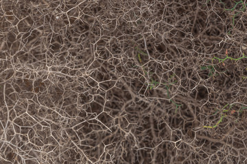 Fototapeta na wymiar close up of a spiked bush