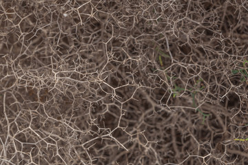 close up of a spiked bush