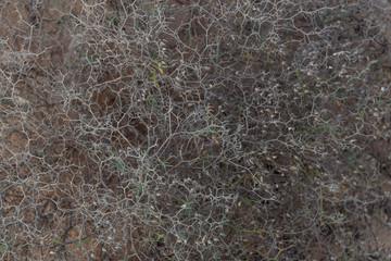 close up of a spiked bush