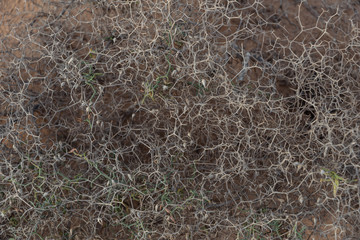 close up of a spiked bush