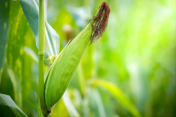 Corn field on green nature background and morning sunlight. Closeup and copy space. Concept of...