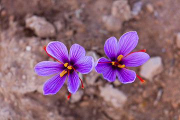 Cultivo de azafrán, Valle del Set, Cervia de les Garrigues, Les Garrigues, Lleida, Catalunya, Spain