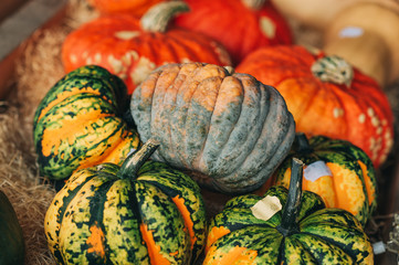 Colorful pumpkins collection on the autumn market