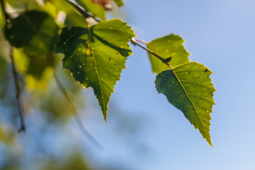 Close-up view of green birch leaves on twig, blue sky background