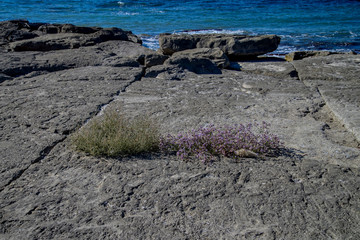 Цветы и камни Каспия