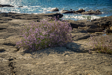 Цветы дикие на берегу Каспия