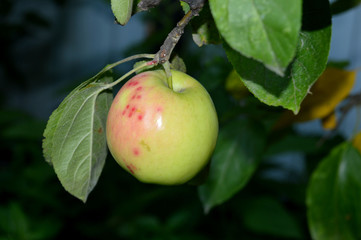 Green Apple hanging on a branch.