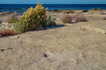 Каспий. Камыш