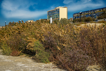 Камыш Актау