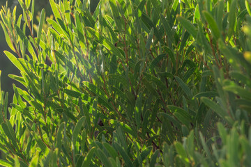 Fototapeta premium Green bush with oblong leaves in the evening sunlight filling the entire frame as if shot from the inside