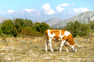Fototapeta na wymiar Cows graze in the mountains