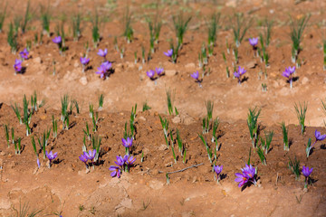 Cultivo de azafrán, Valle del Set, Cervia de les Garrigues, Les Garrigues, Lleida, Catalunya, Spain