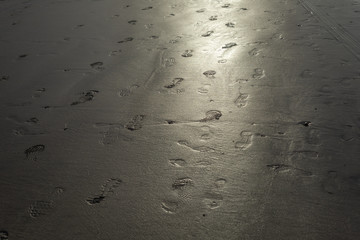 Footprints diagonally on wet sand glinting like metal in the sun