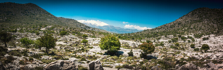 Plants on rocky mountain