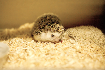 African pygmy hedgehog in sawdust. Focus on hedgehog's head.